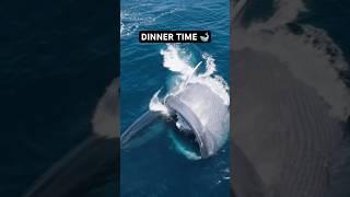 Crazy to see how big a whale can get  #oceanwildlife #whale #ocean #animals #wildlife #nature #dji