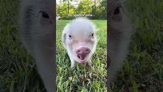 This piglet changed our lives  #animals #pig