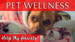 Pet Wellness [Music for Dogs With Anxiety]