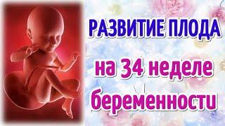 Развитие плода на 34 неделе беременности/Календарь беременности!