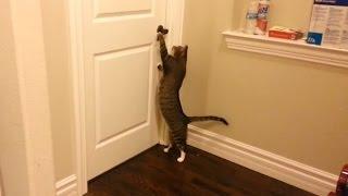 Clever Cats Opening Doors