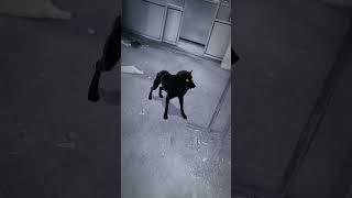 wolfrrr #wolf #cat #blackwolf #animalsounds #viralvideo #ghost #trending #scary #wolfsounds