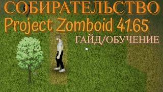 Новое собирательство Project Zomboid 41.65 Часть 2 | Гайд