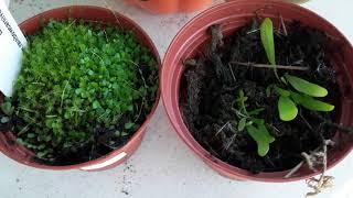 Introduction and care for Utricularia