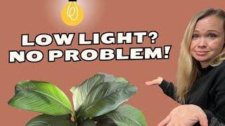 Indoor Plants that actually GROW in LOW LIGHT