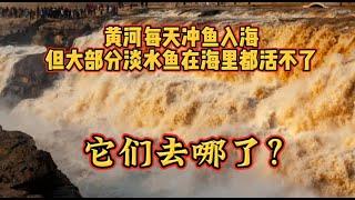 黄河每天冲鱼入海，但大部分淡水鱼在海里都活不了，它们去哪了？