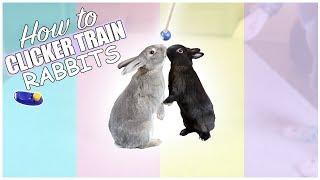 How To Teach Bunnies Tricks - Clicker Training Rabbits