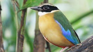 A Jewel in the Park; Blue-winged Pitta visits Bangkok | Pitta moluccensis