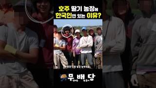 호주 딸기 농장에 한국인만 있는 이유? #워킹홀리데이 #와인 #비자