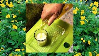 Kvass (enzyme)  from the herb  celandine. Criteria  for the quality of the final product.