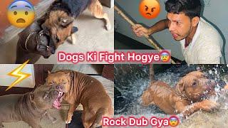 Sb Dogs Ka Panga Hogya Roxcy Ki Vjh SeCoco Ghayal Hogye|| Rock Pani Mai Dub Gya