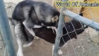 Siberian Husky dogs mating in the farm house