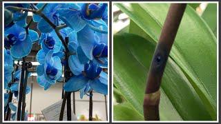 SCAM: How Orchids Are Dyed. @JustAddIceOrchids 