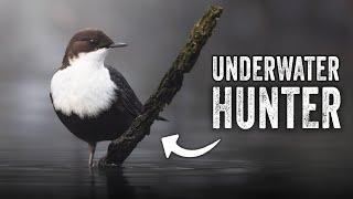 This bird hunts underwater!