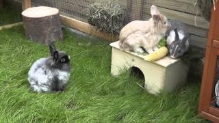 Kaninchen Vergesellschaftung  Eingewöhnung im Aussengehege