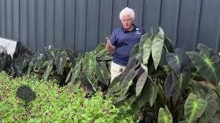 Elevate Your Garden with Elephant Ears: A Tropical Touch