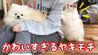 珍しく犬にやきもちやいて背中にタックルしてくる猫がかわいすぎました！