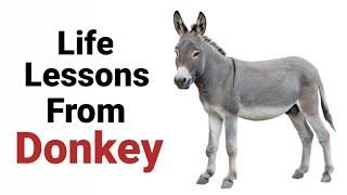 Things to learn from Donkey | Wisdom of Donkey | Life lessons | Animal Series | Life Mechanics