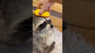 ЕНОТ ТЁМА РАСПАКОВЫВАЕТ ПОДАРКИ НА ДЕНЬ РОЖДЕНИЯ: день 4/RACCOON THEMA UNPACKS BIRTHDAY GIFTS: day 4