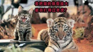 猫真的同体型无敌吗？若把猫的体型放大，能否打得过老虎？