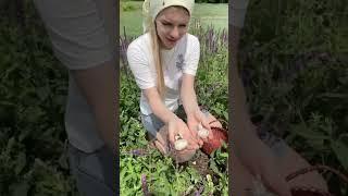 Тихая охота #деревня #село #хозяйство