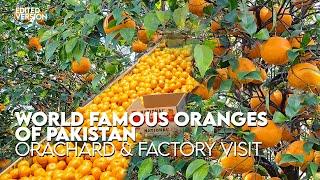 World Famous Oranges of Pakistan | Farm Fresh Kino | Fruits of Bhalwal, Sargodha