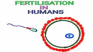 Fertilization in Humans | Pravin Bhosale