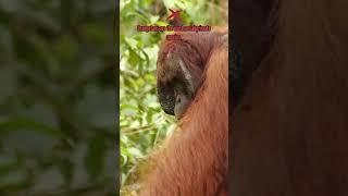 Biology Quiz 53: The Orangutans