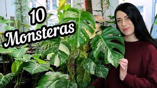 10 Monstera die du garantiert nicht alle kennst | seltene Zimmerpflanzen