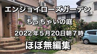 エンジョイローズガーデンのちっちゃいの庭2022年５月20日朝7時ほぼ無編集でお届けします。雑音お許しください‍️