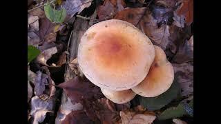 Hypholoma sublateritium