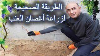 الطريقة الصحيحة لزراعة اغصان العنب في الارض, Planting Grape from Cuttings