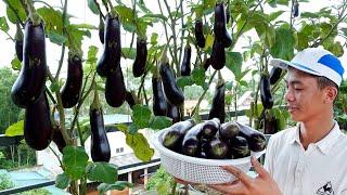 How to grow Eggplant with many fruits, grow Eggplant on the terrace