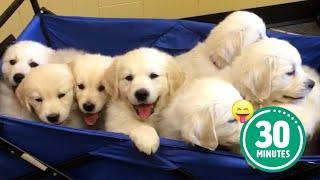 30 Minutes of the World's CUTEST Puppies! 