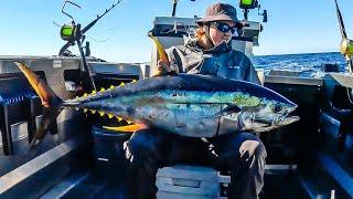 Yellowfin Tuna Fishing NSW