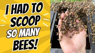 I Had to Scoop So Many Bees!