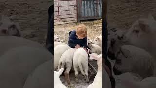 Love this video never to young to farm . It’s Charlie Watkins #sheep #farming #food #viralvideo