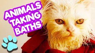 Animals Taking Baths Pt 1 | Funny Animals Compilation |#thatpetlife