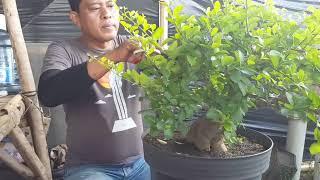 PRUNING BONSAI CIANCI