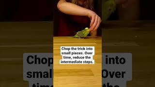 Tips to teach your bird tricks  parakeet parrot budgie