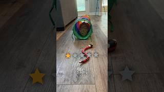 TESTING TERRIBLE CAT TOYS  #viral