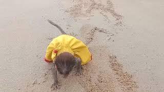 Baby monkey learning to walk on the beach sand