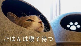 ベテラン猫の朝は遅い（起床から朝ごはんまで） | #モアクリ Vlog039