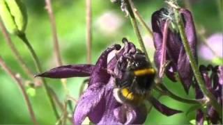 Saving the Bumblebee