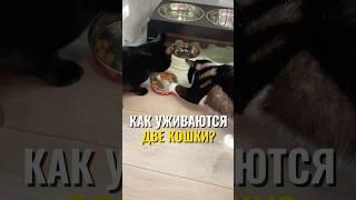 Как уживаются две кошки? ‍⬛ #питомцы #кошка #кот