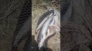 Catfishing #fishing #mirrorcarp #catfish #mangladam #carpfishing #waterreservoir #hugecatfish #carp