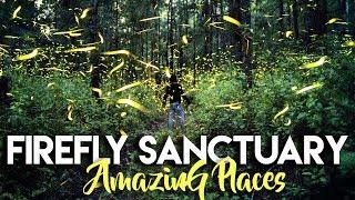 AMAZING FIREFLY SANCTUARY [THOUSANDS] | TLAXCALA MEXICO