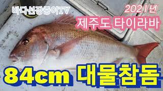 도시어부도 울고 갈 제주어부 제주 타이라바 대물참돔 랜딩영상~! 바다선장중이 - red sea-bream tairubber fishing, jeju skipper.