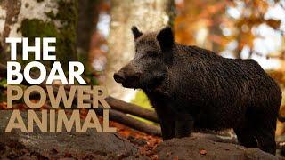 The Boar Power Animal