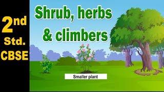 Shrub, herbs and climbers | 2nd Std | Science | CBSE Board | Home Revise